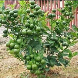 LaughEarth Lemon Plant