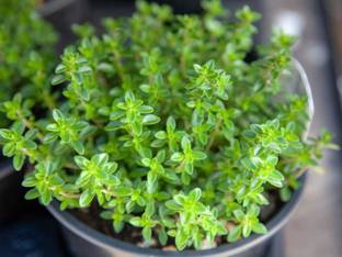 srdewan Thyme Herb Plant