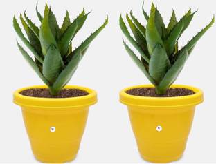 VINSHRA Round plastic pot yellow 8 inch set of 2 Plant Container Set