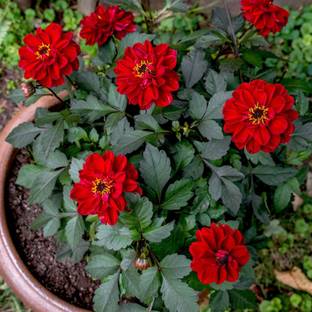 Amazing Gurden Dahlia Plant