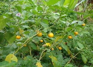 natikrd बैंगन पौधा