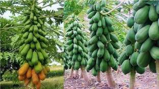 natikrd Papaya Plant