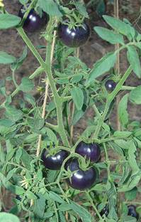 natikrd Tomato Plant