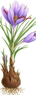 nature boon Kashmiri Saffron/Kesar Bulb (Pack of 20 Seeds) Seed