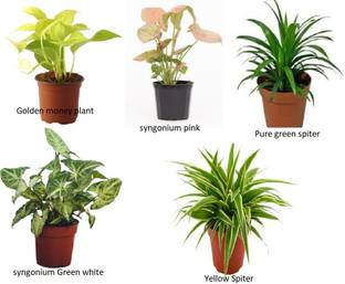 RPD NEW Enterprise Money Plant