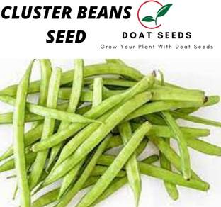 Doat GAWAR KI PHALI, CLUSTER BEAN Seed
