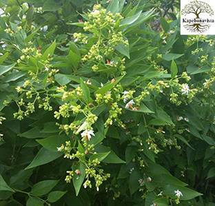 Kapebonavista Har Singar Parijat Living Plant, it is a plant not a seed Seed
