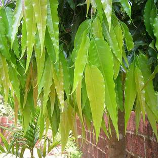 Kapebonavista Ashoka sapling plant in poly bag seeds Seed