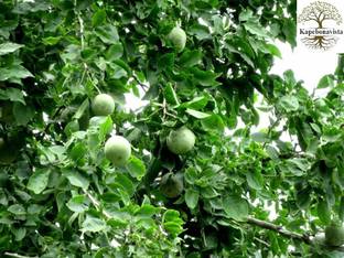 Kapebonavista Vilvam Maredu Bael Wood Apple 2months Old in poly bag seeds Seed