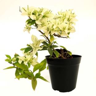 My Dream Nursery Bougainvillea Plant Seed