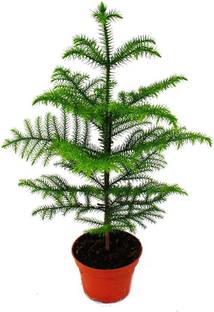 RISOBNURSERY Christmas Tree Plant