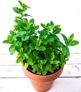 Elanthalir Mint Plant