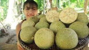 Fulmala Nursery Wood Apple Plant