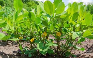 natikrd Peanut Plant
