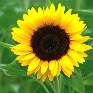 MODERN PLANT Sunflower Plant