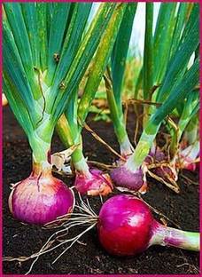 Paudha Onion plant Seed