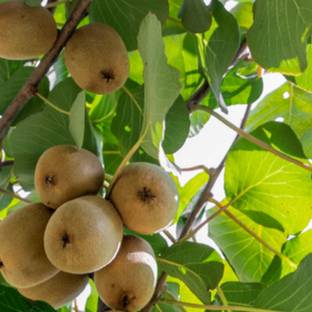 SANJU Kiwi Plant