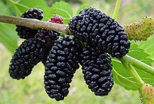 Paudha Mulberry fruit Seed