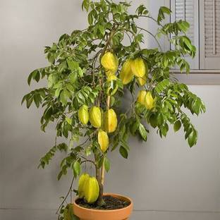 RISOBNURSERY Star Fruit Carambola Grafted Plant