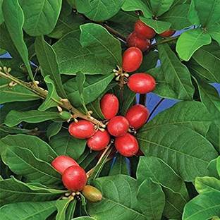 Ariya Berry Plant