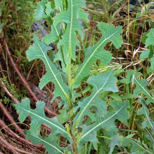 VibeX ® XLR-421 Prickly Wild Lettuce Seeds (Lactuca serriola) Seed