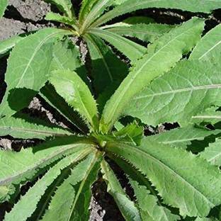 VibeX ® XXL-830 Wild Lettuce Seeds (Lactuca virosa) Seed