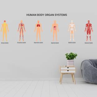 Wallzone Human Body Organ Systems Medium Vinyl Wallsticker For Kids|Education|Schools