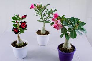 InGreen Adenium Plant