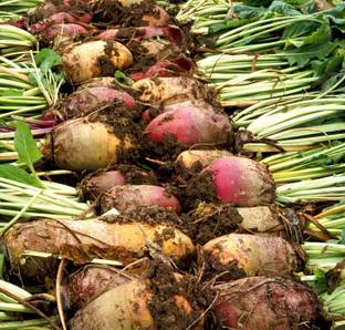 Paudha Beetroot plant Seed