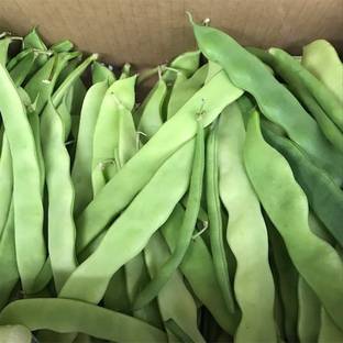 SimXotic Sem Phali (Runner Beans) Vegetables Advance Seeds - Pack of 25 Seeds Seed
