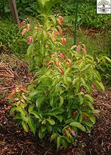 Kapebonavista Dalchini daalacheenee Darusita plant, it is a plant not a seed Seed
