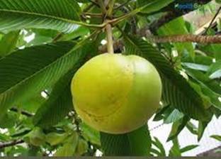 Kapebonavista Dillenia Indica one Year Plant Elephant Apple plant, it is a plant not a seed Seed