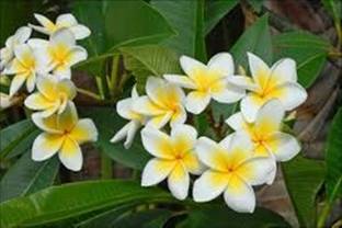 Kapebonavista Plumeria alba Plant, it is a plant not a seed Seed