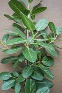 Kapebonavista ficus benghalensis living Plant, it is a plant not a seed Seed