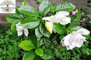 Kapebonavista Gandhraj Gulchan Malle Living Plant, it is a plant not a seed Seed