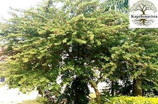 Kapebonavista Shami Khejri Tree Prosopis cineraria Living Plant, it is a plant not a seed Seed