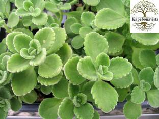 Kapebonavista Ajwain Plectranthus Barbatus Spanish Seed