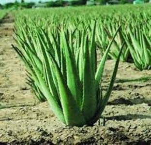 Kapebonavista Aloe vera seven month living plant, it is plant not a Seed
