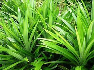 Kapebonavista Biriyani Plant Screw Pine AnnapurnaBai Toey, it is plant not a Seed