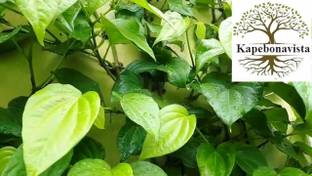 Kapebonavista Paan Piper Betel Leaves living plant, it is plant not a Seed
