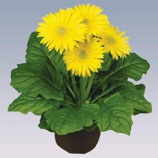 Greenlive traders Gerbera Plant