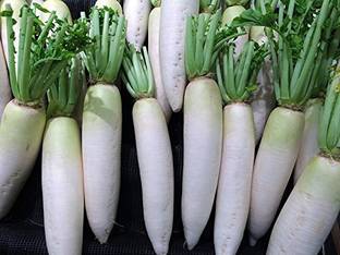 KANAYA White Radish (Mooli Ke Beej} Seed