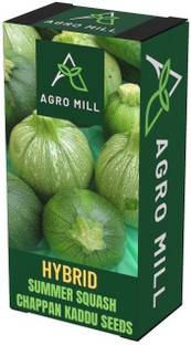 AGRO MILL PREMIUM QUALITY CHAPPAN KADDU/SUMMER SQUASH SEEDS FOR KITCHEN GARDEN Seed