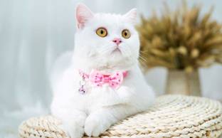 Hachiko Cat Bowknot Collar Cute Bow Tie Bell Adjustable Kitten Necktie (Color May Vary) Cat Everyday Collar