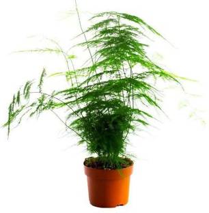 RhinoBells Asparagus Plant