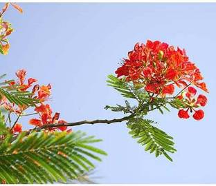 RhinoBells Gurmar Plant