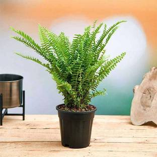 RhinoBells Boston Fern