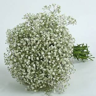 Paudha Gypsophila Flower Seed