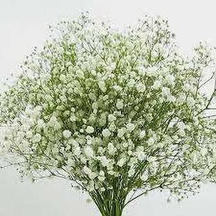 Paudha Gypsophila Flower Seed