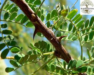 Kapebonavista Khadira Khair Black Catechu Acacia Living Plant, it is a plant not a seed Seed